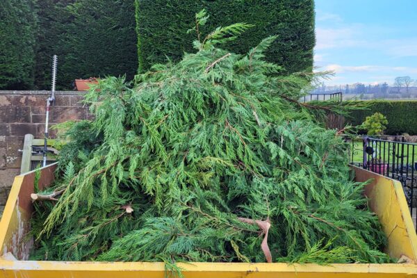 Hedge Trimmings