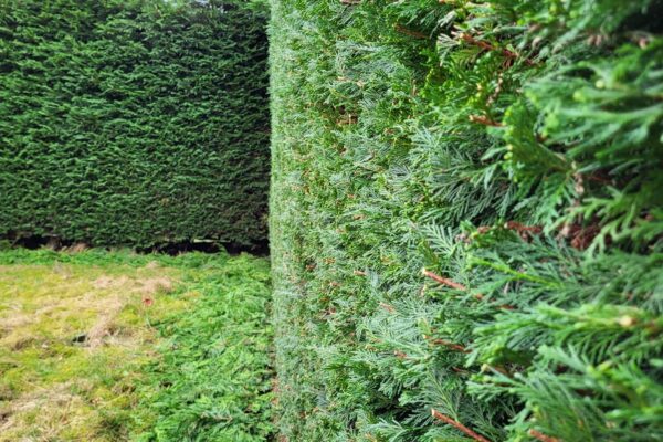 Hedge Trimming