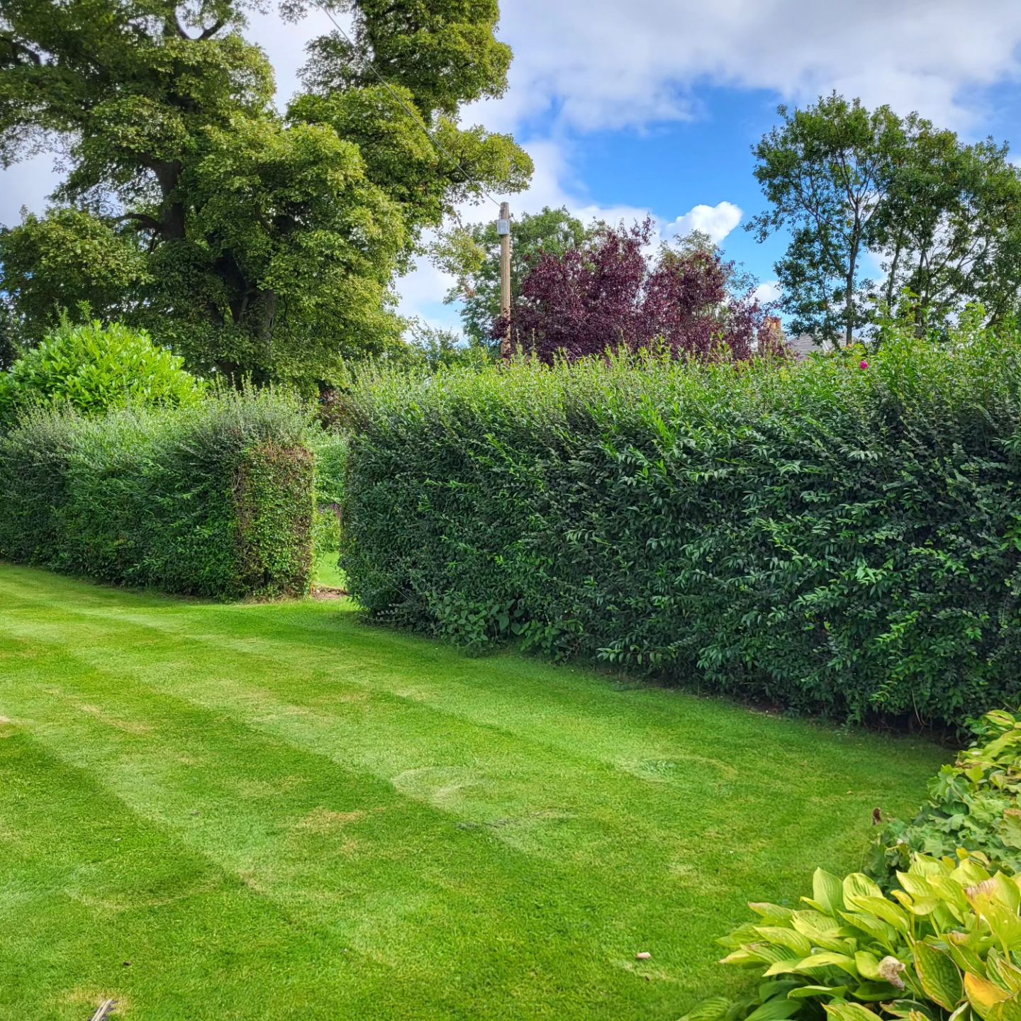 hedge trimming
