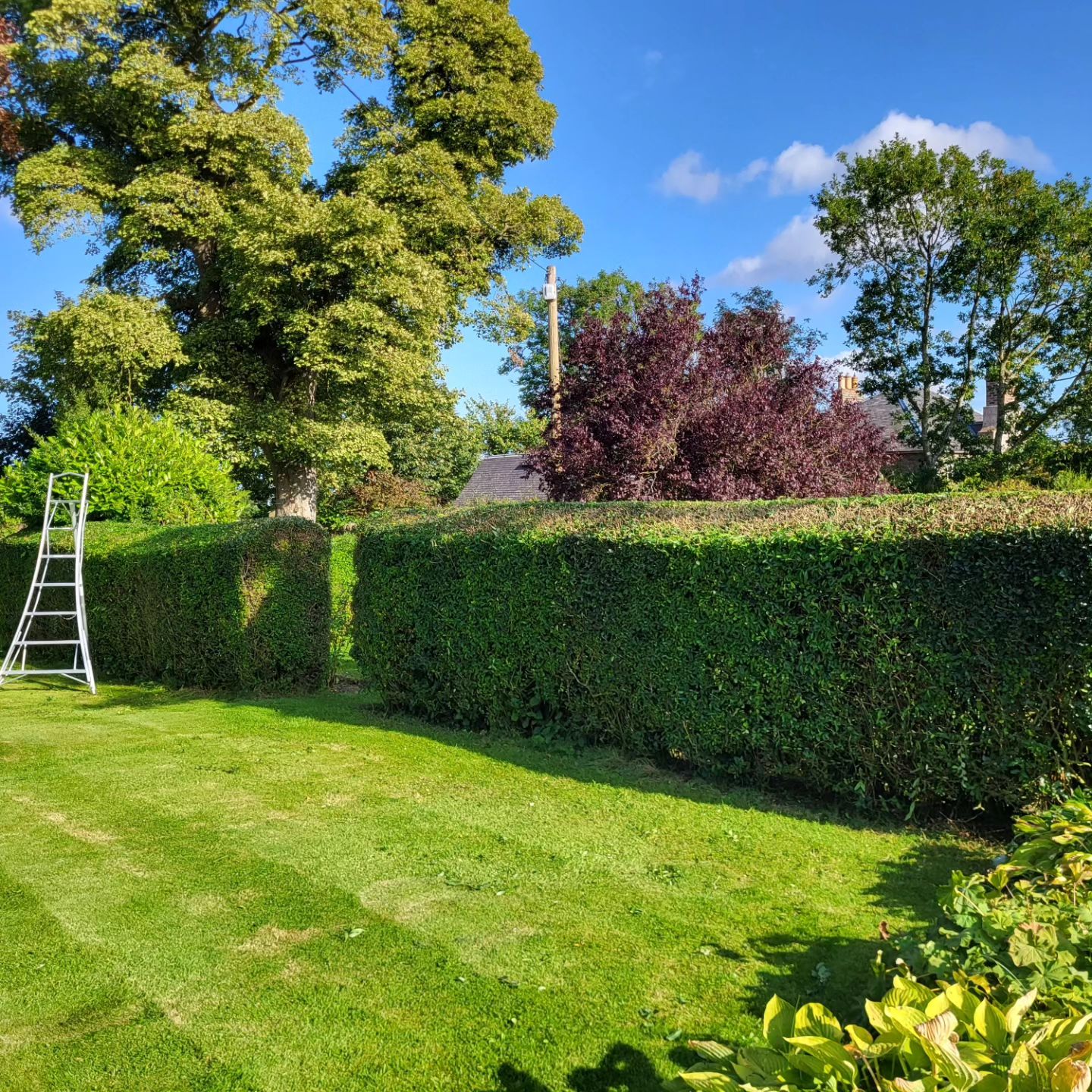 hedge maintenance