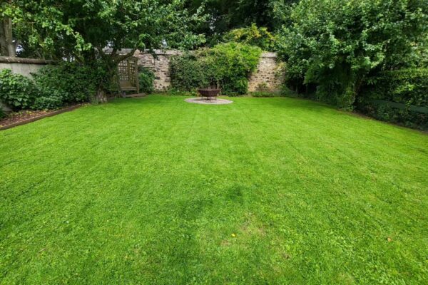 grass care for your lawn