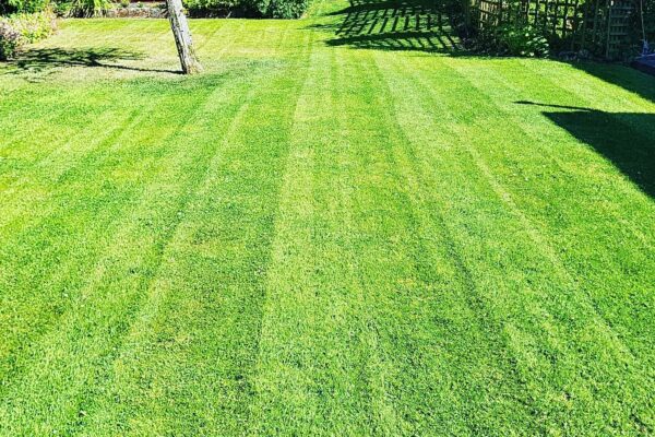 grass cutting