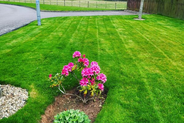 lawn maintenance