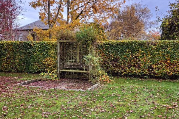 leaf clearance