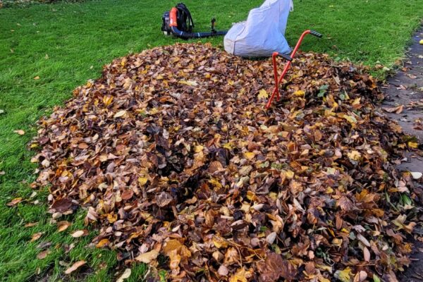 leaf clearance
