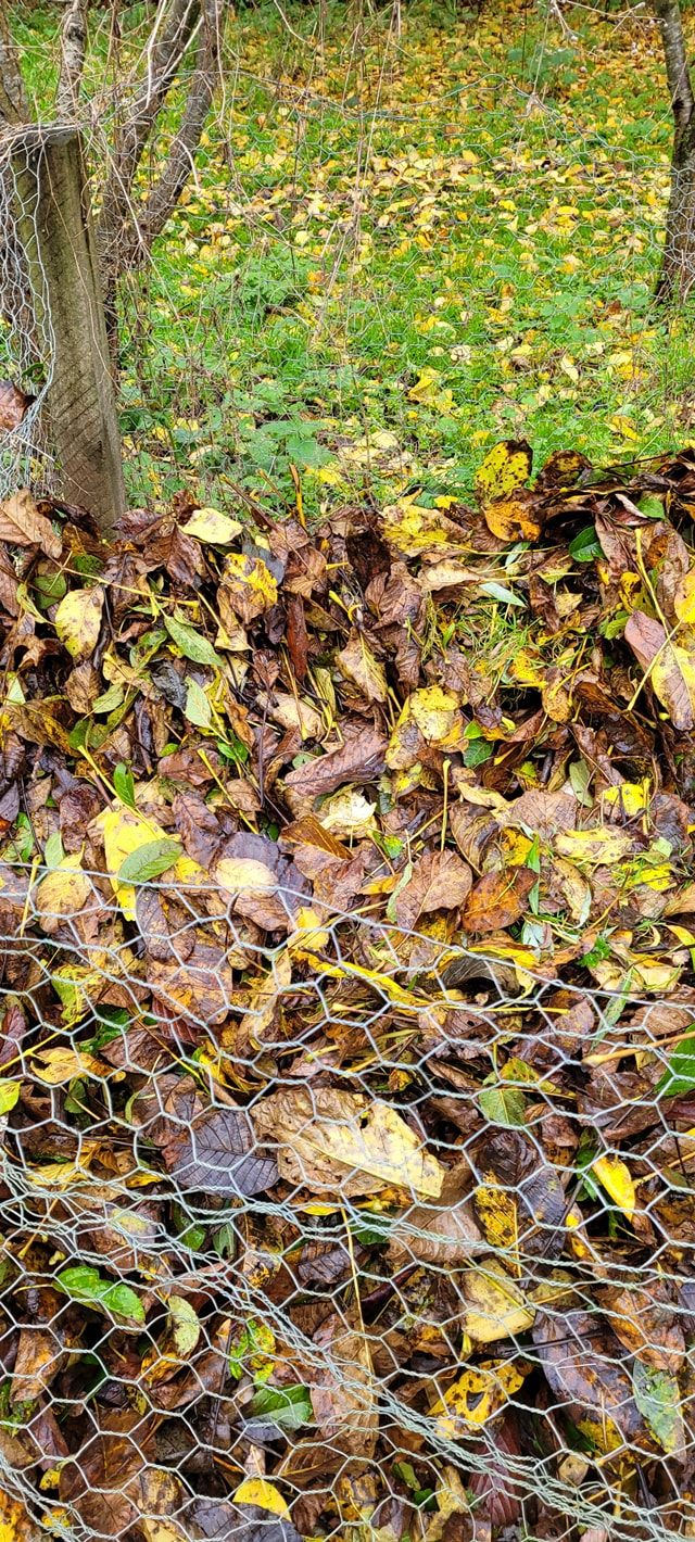 leaf clearing
