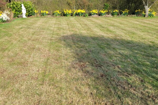 Lawn Moss Treatment