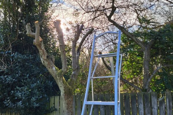 tree pruning