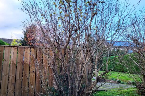 tree pruning