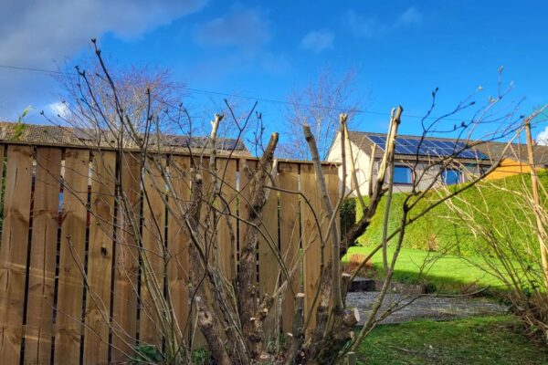 tree pruning