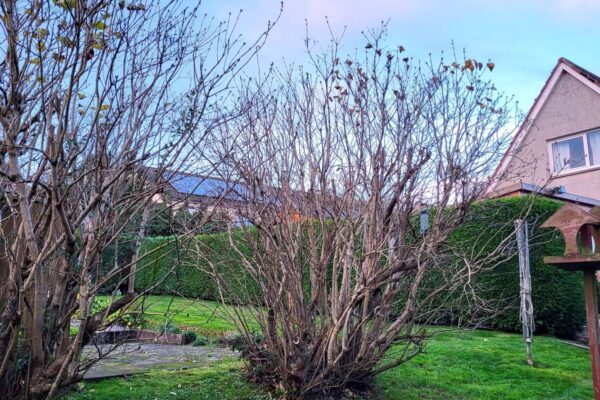 tree pruning