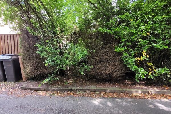 tree pruning